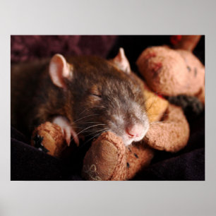 Poster Rat dormant