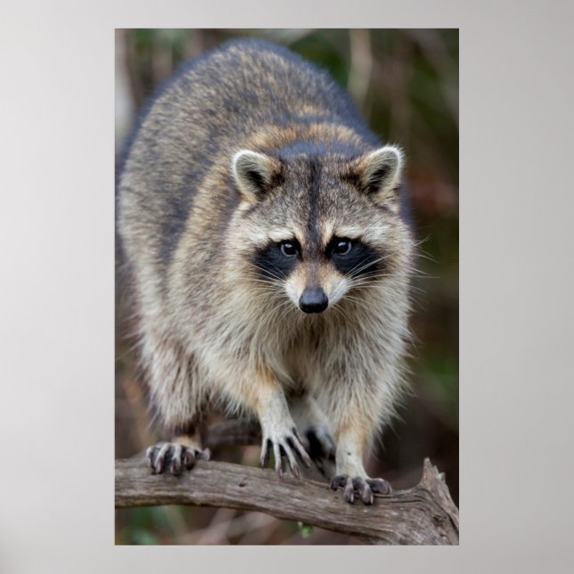Poster Raton laveur, Procyon lotor, Floride, États-Unis 2 (Devant)