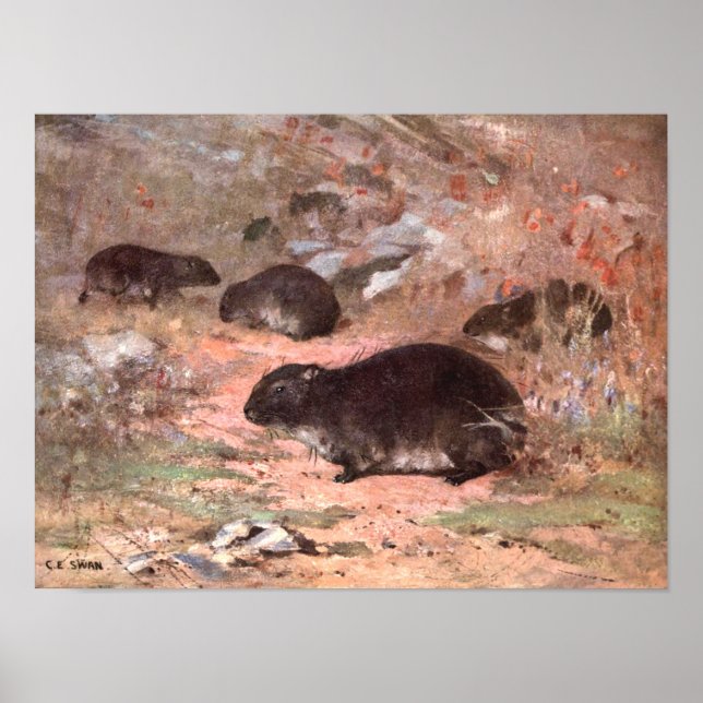 Poster Rats Dassie par CE Swan, rongeur animal sauvage Vi (Devant)