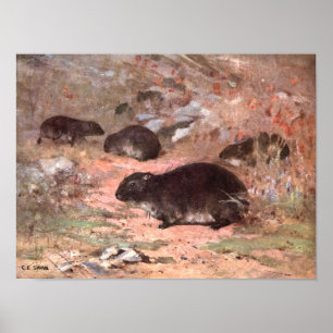 Poster Rats des Dassies par CE Swan, Rongeur Animal Sauva