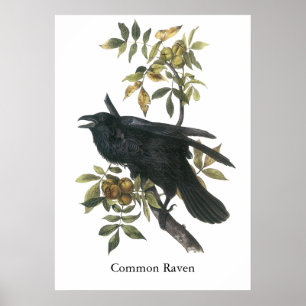 Poster Raven commun, audubon de John