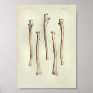 Poster Rayon d'impression d'anatomie Vintage Ulna 1844