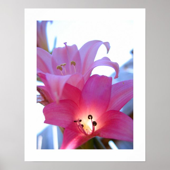 Poster Rayon floral (Devant)