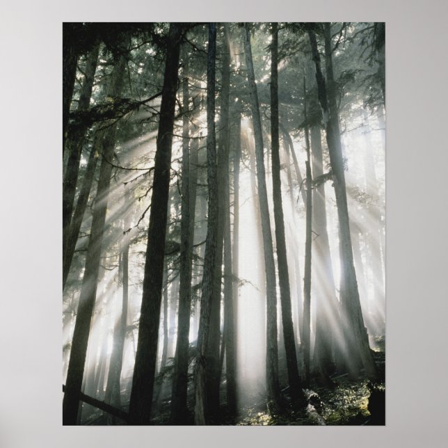 Poster Rayons de soleil filtrant à travers les arbres, Mo (Devant)