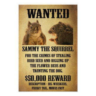 Poster Recherché avec écureuil