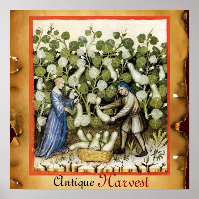 POSTER RÉCOLTE ANTIQUE DE COURGES (Devant)