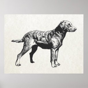 Poster récupérateur de baie chesapeake