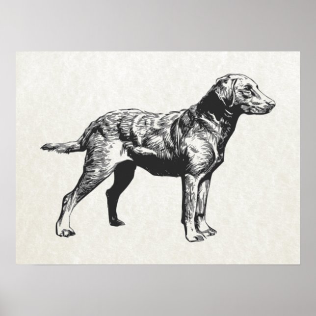 Poster récupérateur de baie chesapeake (Devant)