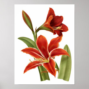 Poster Red Amaryllis Botanical Print
