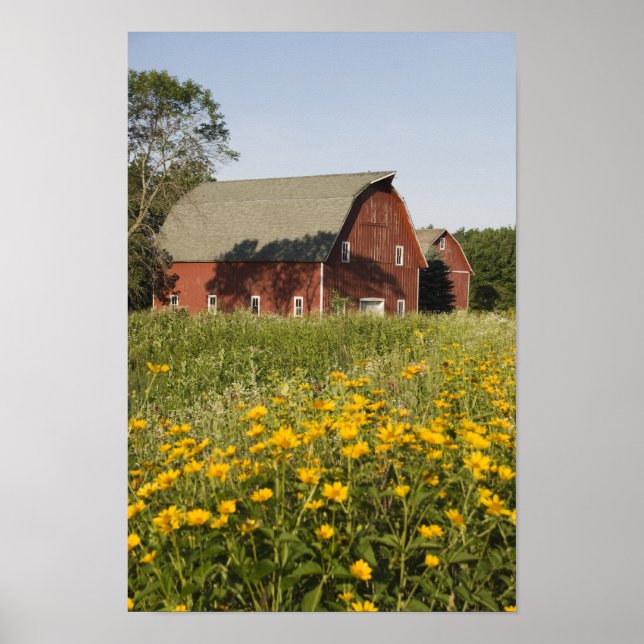Poster Red Barn and Yellow Wildflowers (Devant)