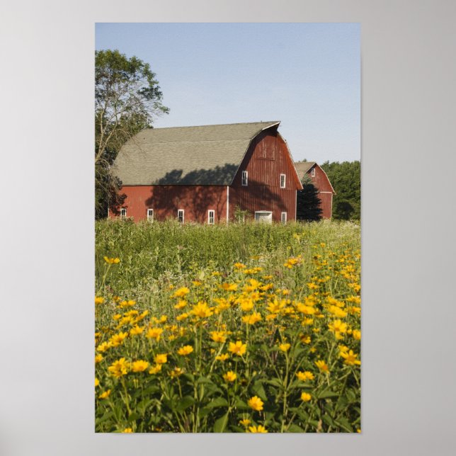 Poster Red Barn and Yellow Wildflowers (Devant)