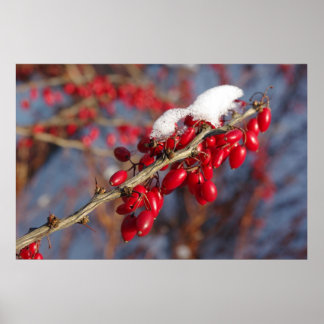 Poster Red Berries