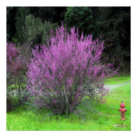 Red Bud tree....