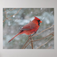 Red cardinal en hiver