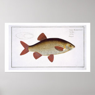 Poster Red Carp (Cyprinus Erithrophthalmus) plate I from