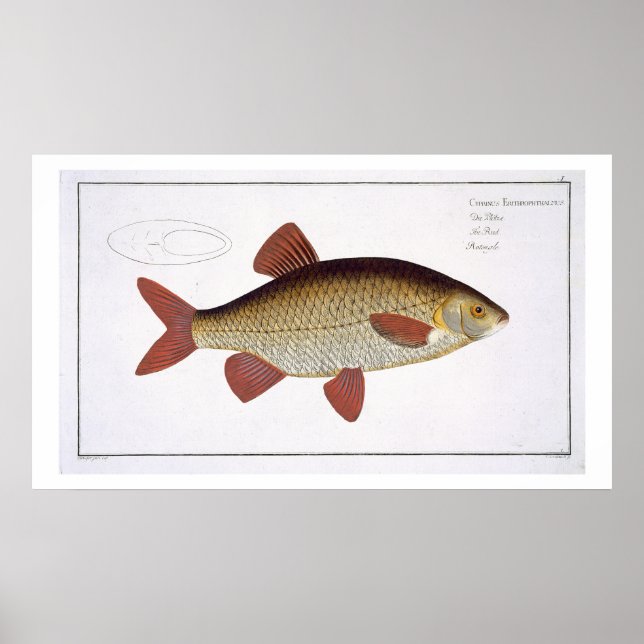 Poster Red Carp (Cyprinus Erithrophthalmus) plate I from (Devant)