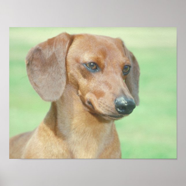 Poster Red Dachshund (Devant)