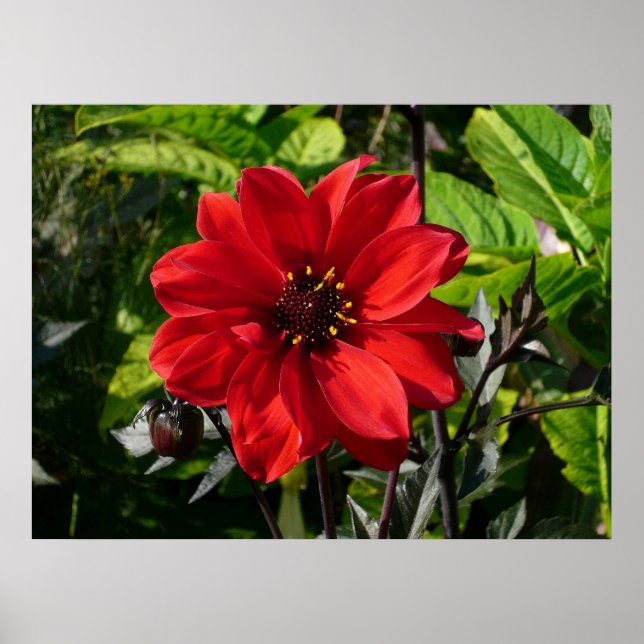 Poster Red Dahlia (Bishop of Llandaff) II (Devant)