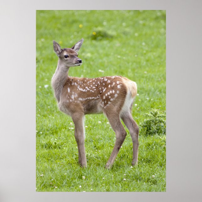 Poster Red Deer Fawn Imprimer (Devant)
