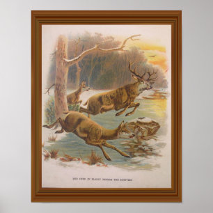 Poster Red Deer Illustration Vintage 19e siècle