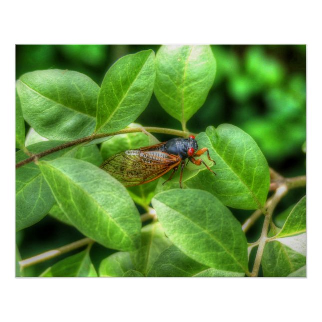 Poster Red Eyed Cicada (Devant)