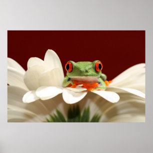 Poster red eyed tree frog