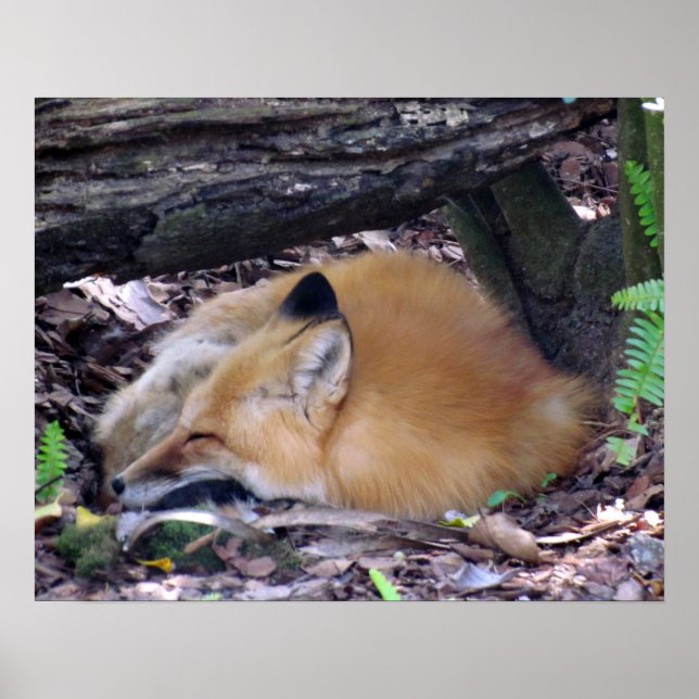 Poster Red Fox (Devant)
