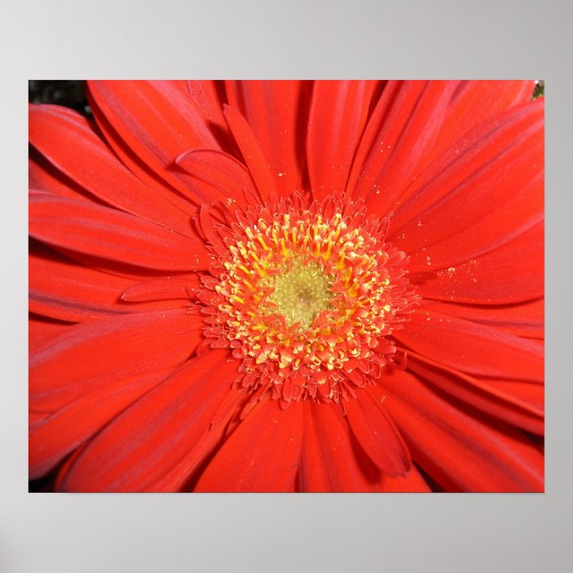 Poster Red Gerbera Daisy (Devant)
