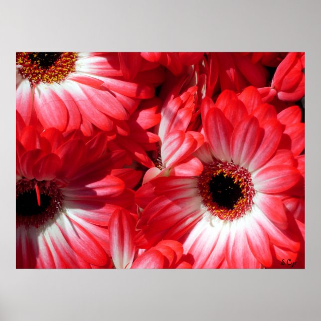 Poster Red Gerberas, S Cyr (Devant)