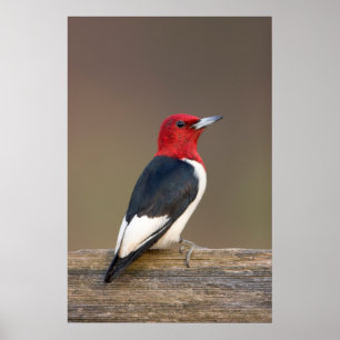 Poster Red-headed Woodpecker on fence