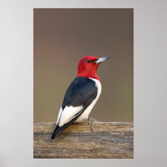 Poster Red-headed Woodpecker on fence (Devant)