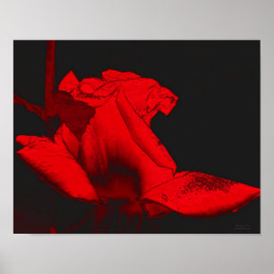 Poster Red Hot Rosebud Abstrait Flower Art