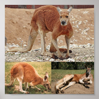 Poster Red Kangaroo