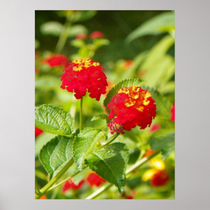 Poster RED LANTANA