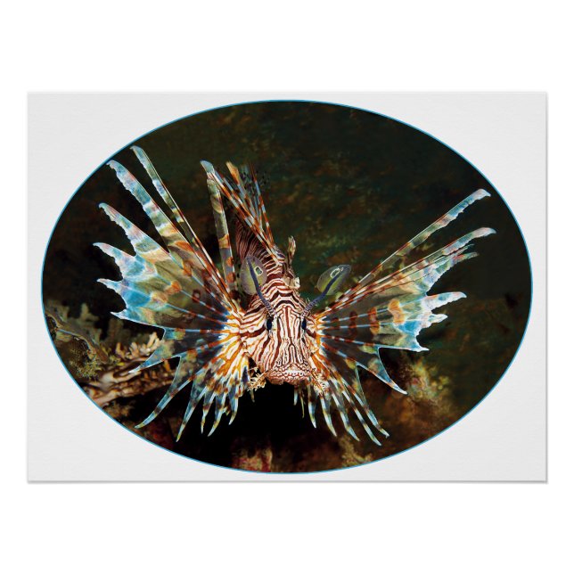 Poster Red Lionfish, Raja Ampat - Design photographique | (Devant)