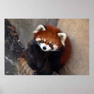 Poster Red Panda