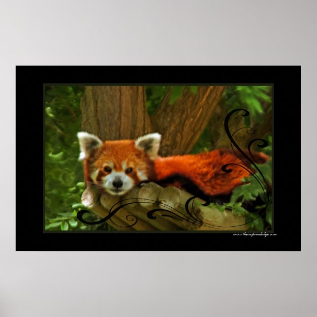 Poster Red Panda imprimé (Devant)