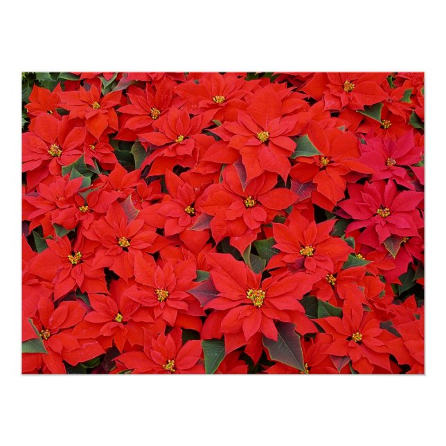 Poster Red Poinsettias I Christmas Holiday Floral Photo (Devant)