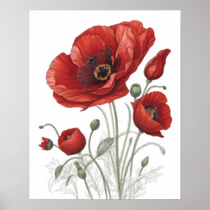 Poster Red Poppies