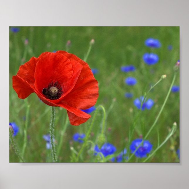 Poster Red Poppy (Devant)
