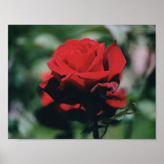 Poster Red Rose