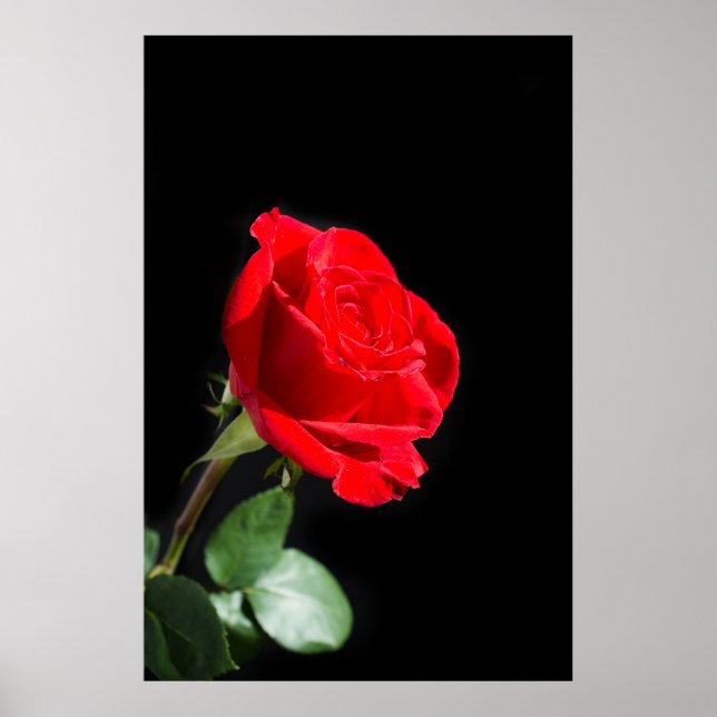 Poster Red rose (Devant)