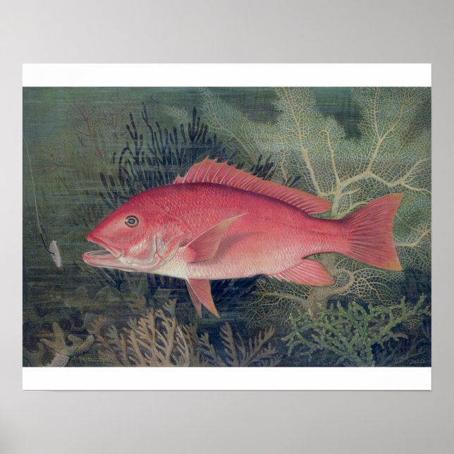 Poster Red Snapper, de 'Game Fishes of the United State (Devant)