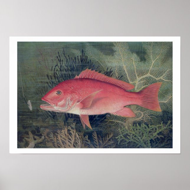 Poster Red Snapper, de 'Game Fishes of the United State (Devant)