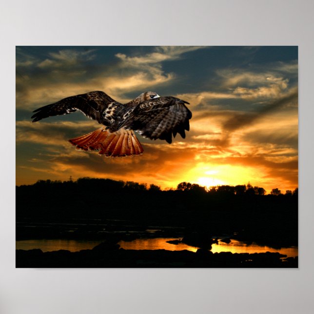 Poster Red tail hawk at sunset (Devant)
