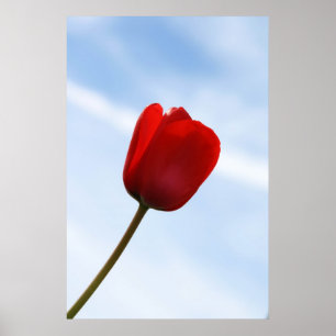 Poster Red Tulip