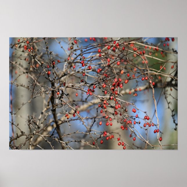 Poster Red Wild Berries (Devant)