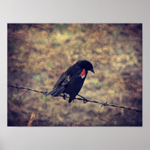 Poster Red Wing Blackbird