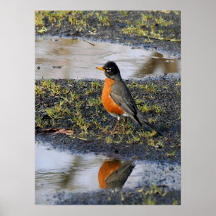 Poster redbellybird