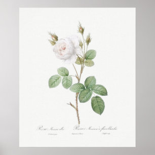 POSTER : REDOUTÉ : ROSE MOSS BLANC